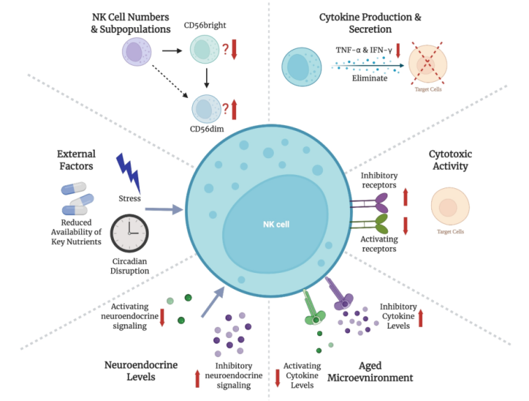 免疫系统老化-带动NK细胞功能下降，传染病、恶性肿瘤等问题将不请自来