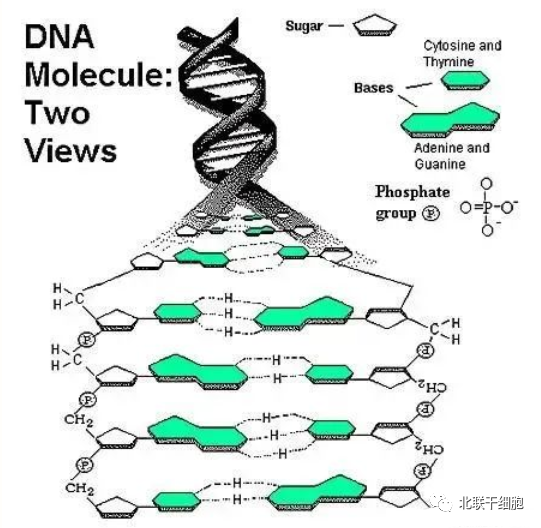 移植外源性干细胞是否会篡改我们自身的DNA？