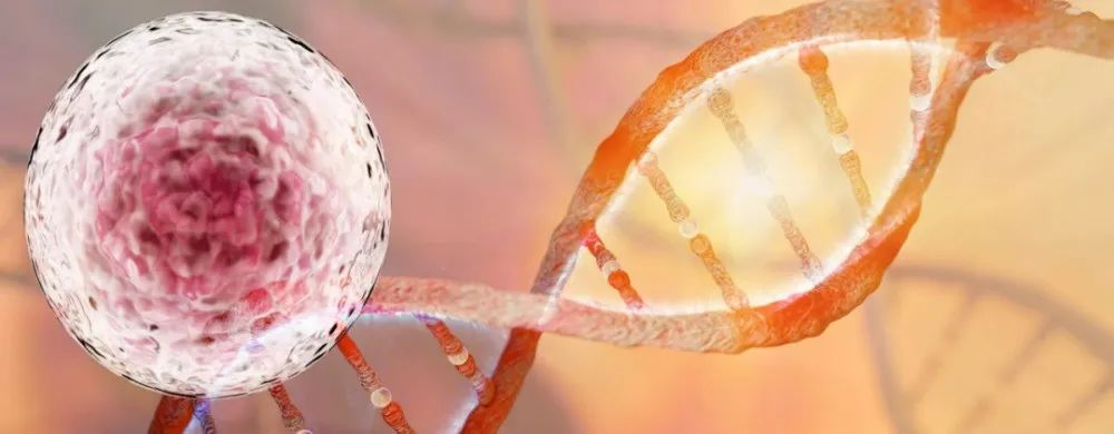 当干细胞进入你体内后的神奇表现