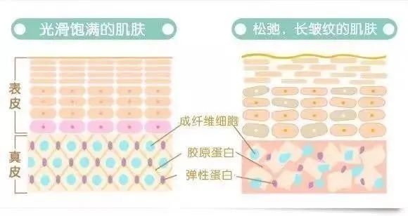 《协和医学杂志》：补充外源性干细胞是美丽老的有效方法！