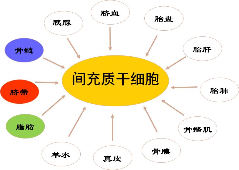 藏在脐带中的黄金资源：干细胞