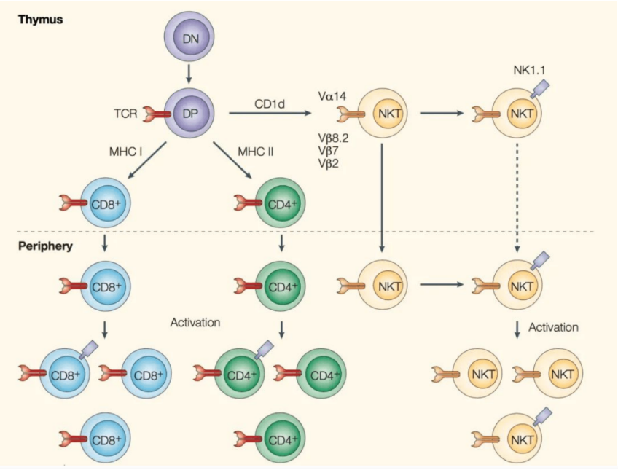 什么是NK-T细胞免疫疗法