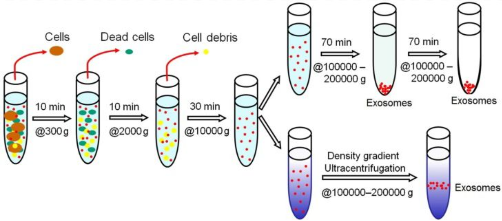 关于“外泌体”皮肤美丽老，你知道多少