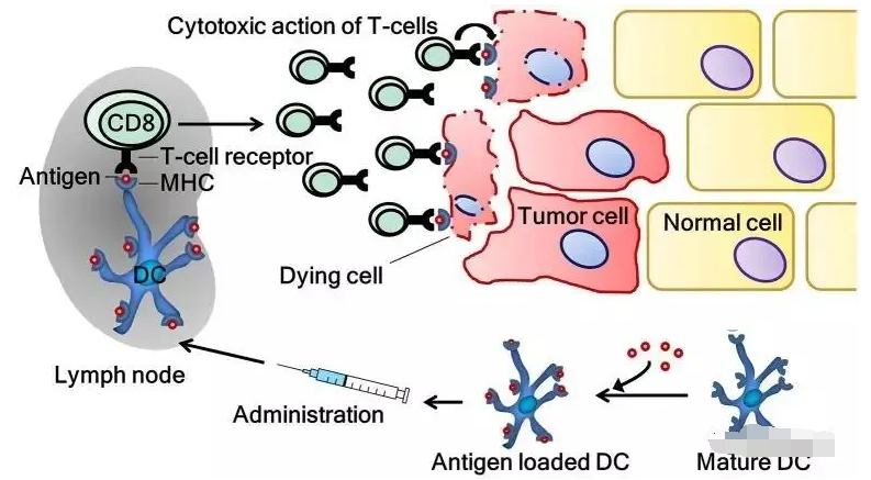 【最全】免疫细胞疗法常见问题汇总解答！