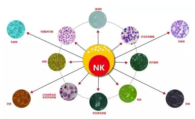 【最全】免疫细胞疗法常见问题汇总解答！