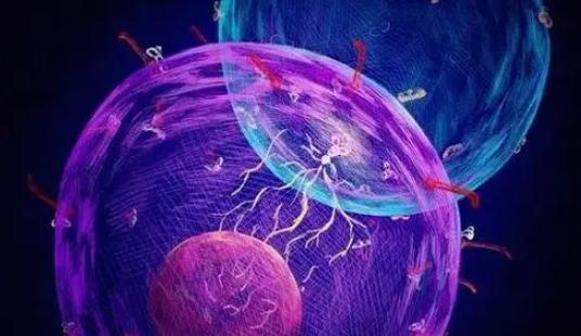 【最全】免疫细胞疗法常见问题汇总解答！