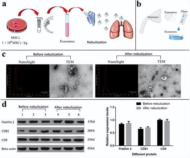国务院联防联控新闻发布会：干细胞可以有效降低新冠病毒在患者体内引发的剧烈炎症反应