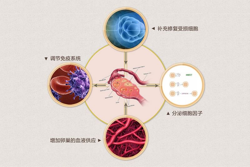 干细胞在产科、妇科、生殖医学方面的应用