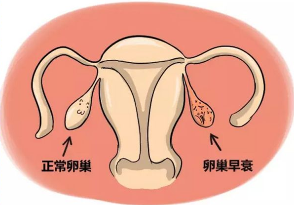 子宫内膜干细胞：上天给予女性最珍贵的馈赠！