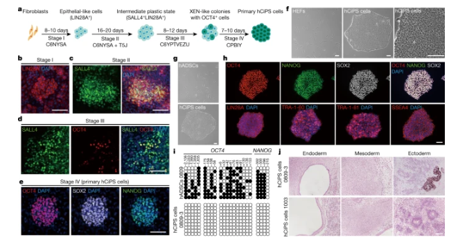 国际期刊《NATURE》hCiPSC化学诱导重编程人多能干细胞