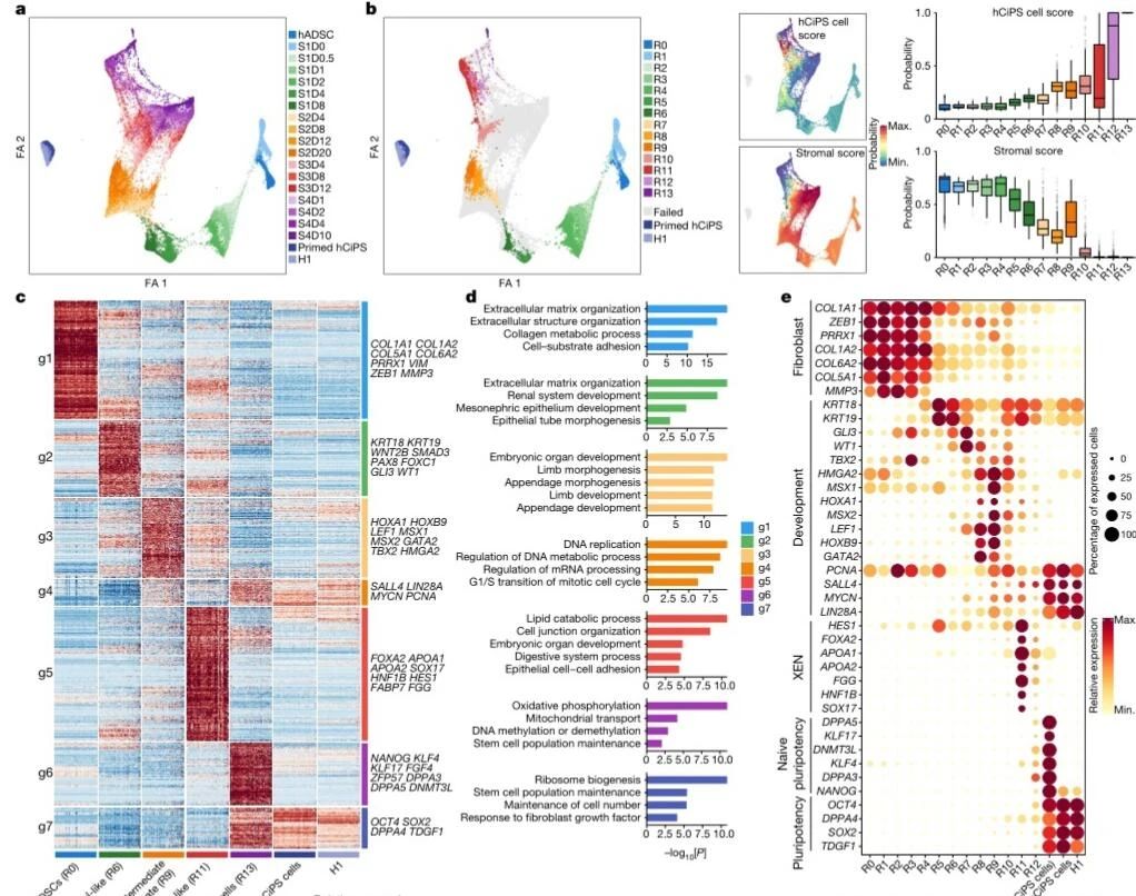 国际期刊《NATURE》hCiPSC化学诱导重编程人多能干细胞