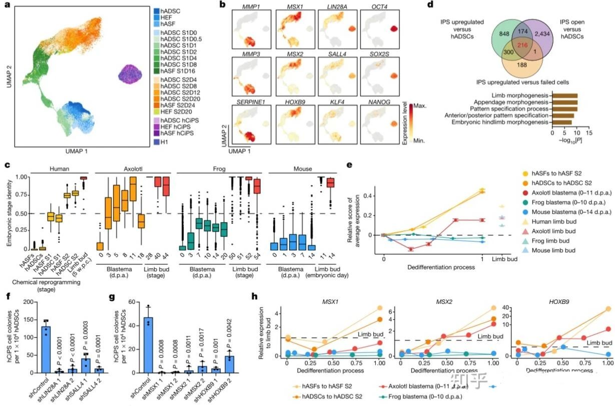 国际期刊《NATURE》hCiPSC化学诱导重编程人多能干细胞