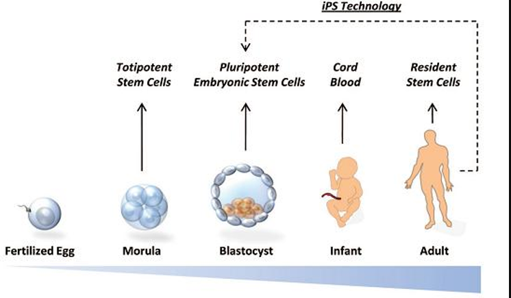 真正意义上的“返老还童之术”-iPS细胞技术的问世