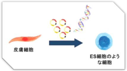 真正意义上的“返老还童之术”-iPS细胞技术的问世