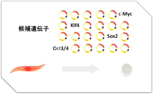 真正意义上的“返老还童之术”-iPS细胞技术的问世