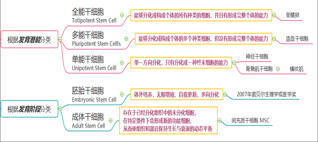 真正意义上的“返老还童之术”-iPS细胞技术的问世