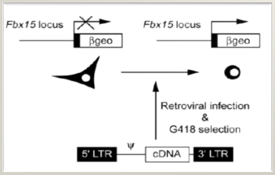 真正意义上的“返老还童之术”-iPS细胞技术的问世