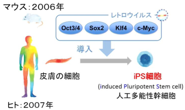 真正意义上的“返老还童之术”-iPS细胞技术的问世