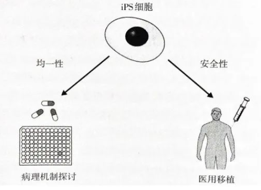真正意义上的“返老还童之术”-iPS细胞技术的问世