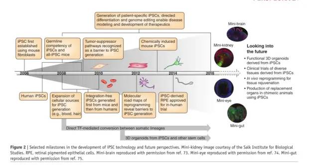 展望未来10年的iPSC诱导多能干细胞技术
