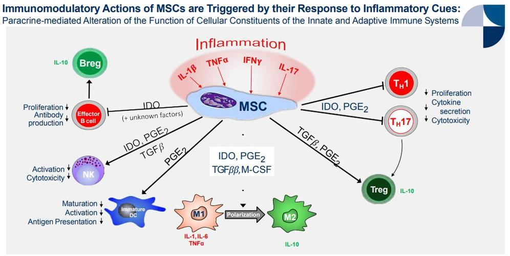 填补儿童药物空白！FDA或批准首个“现货型”间充质干细胞药物上市