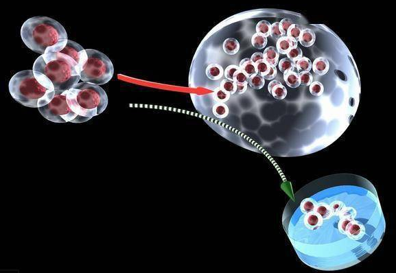 从干细胞到心肌细胞，神奇的iPSC诱导多能干细胞又有新进展