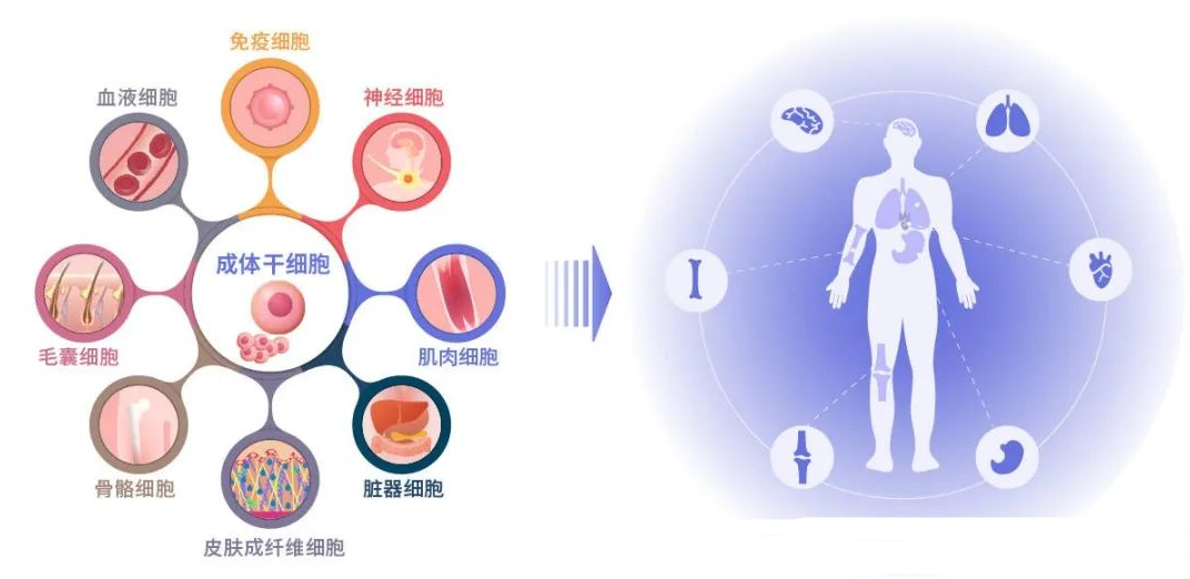 从干细胞到心肌细胞，神奇的iPSC诱导多能干细胞又有新进展
