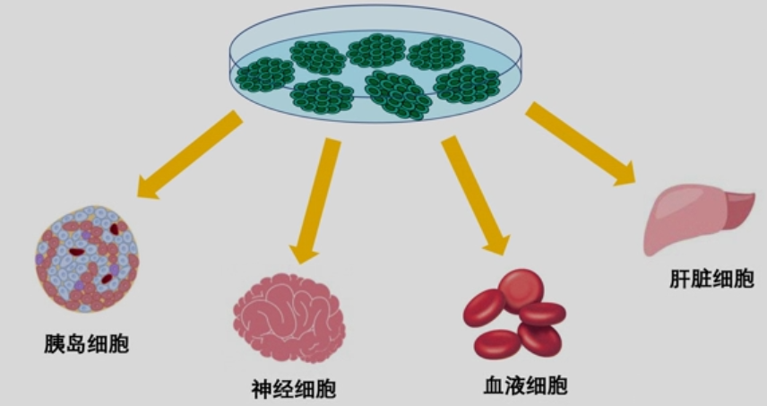 从干细胞到心肌细胞，神奇的iPSC诱导多能干细胞又有新进展