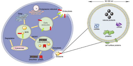 外泌体技术及其主要研究进展概述