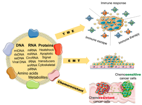 外泌体技术及其主要研究进展概述