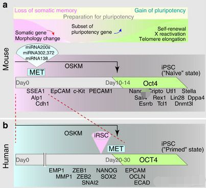 简述什么是iPSC诱导多能干细胞