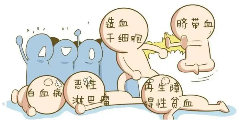 自体外周血造血干细胞移植详解