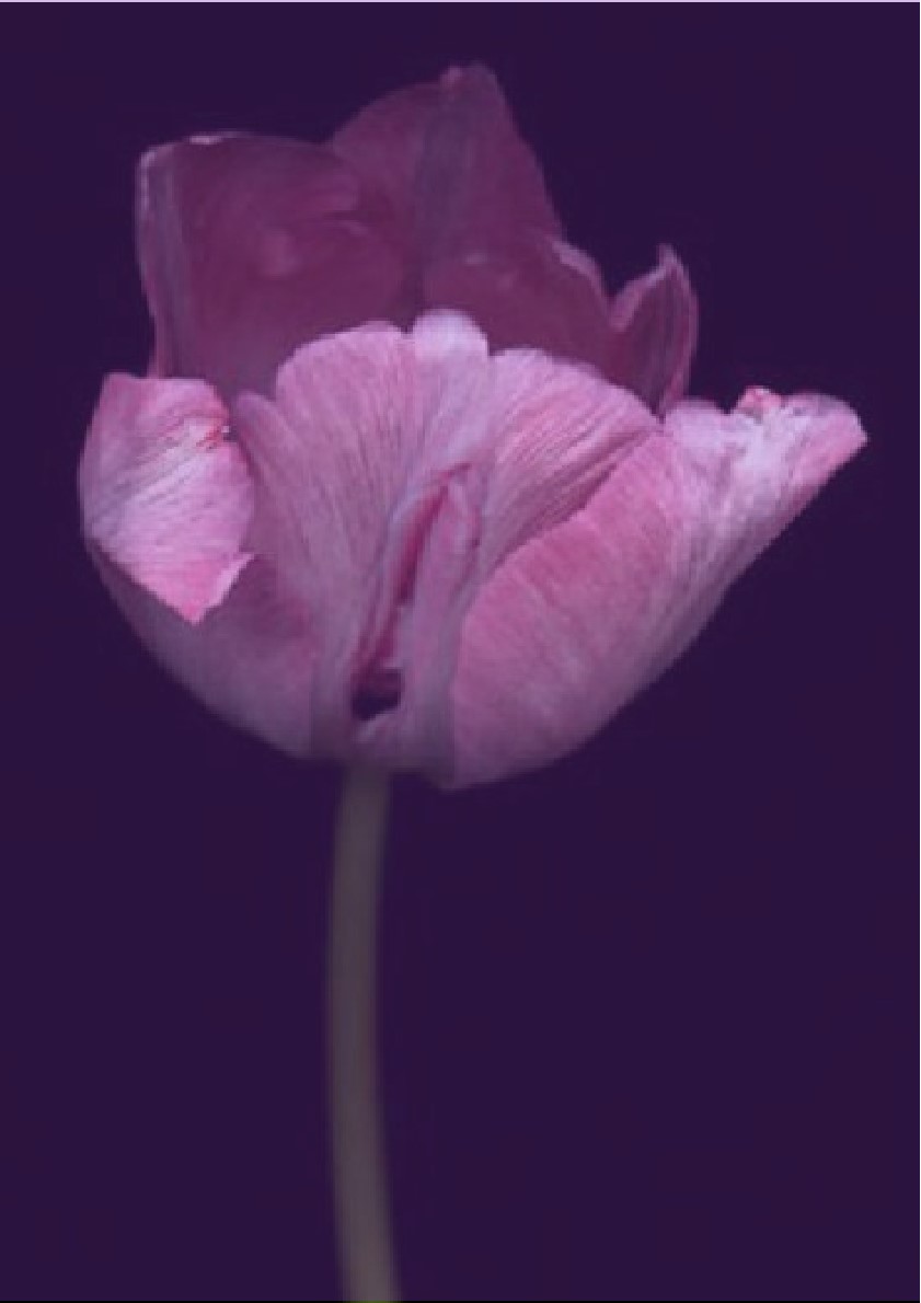 让女人更紧致-干细胞私密紧致调理