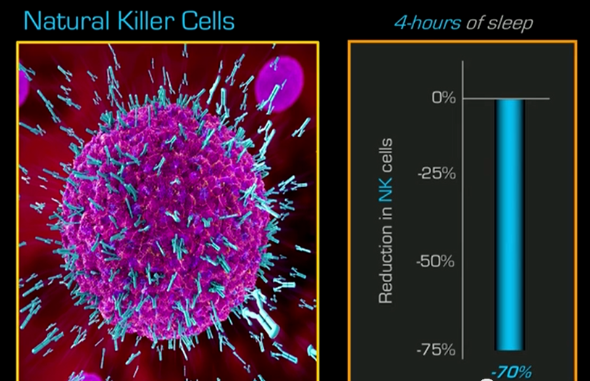 低质量睡眠会影响免疫系统，使NK细胞活性下降70%！