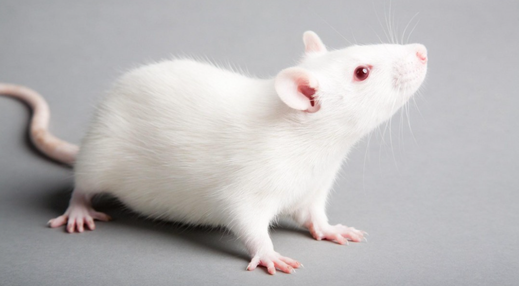 外媒：以色列用小鼠干细胞培育出“人造合成胚胎”