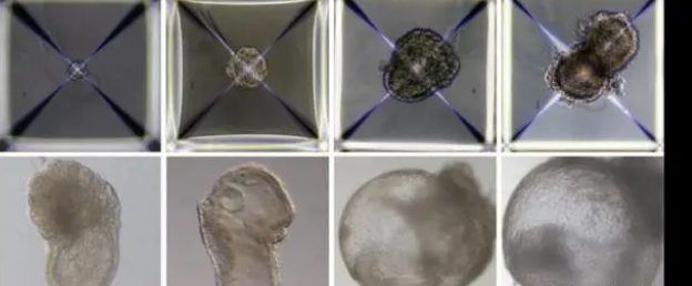 外媒：以色列用小鼠干细胞培育出“人造合成胚胎”