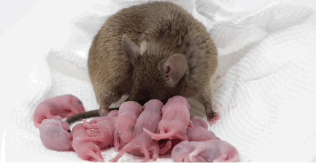 科学家用干细胞体外培养”人造“小鼠卵子，​让公鼠怀孕，还成功诞下10只健康幼崽