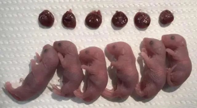 科学家用干细胞体外培养”人造“小鼠卵子，​让公鼠怀孕，还成功诞下10只健康幼崽