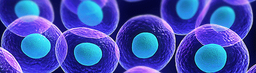 科学家用干细胞体外培养”人造“小鼠卵子，​让公鼠怀孕，还成功诞下10只健康幼崽