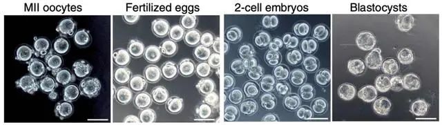 科学家用干细胞体外培养”人造“小鼠卵子，​让公鼠怀孕，还成功诞下10只健康幼崽