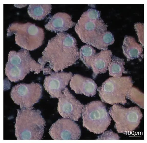 科学家用干细胞体外培养”人造“小鼠卵子，​让公鼠怀孕，还成功诞下10只健康幼崽