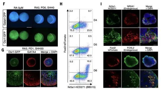 科学家用干细胞体外培养”人造“小鼠卵子，​让公鼠怀孕，还成功诞下10只健康幼崽