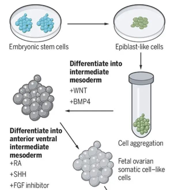 科学家用干细胞体外培养”人造“小鼠卵子，​让公鼠怀孕，还成功诞下10只健康幼崽