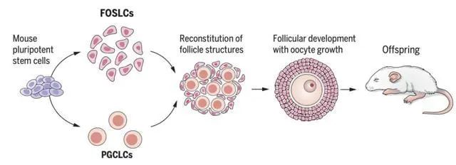 科学家用干细胞体外培养”人造“小鼠卵子，​让公鼠怀孕，还成功诞下10只健康幼崽