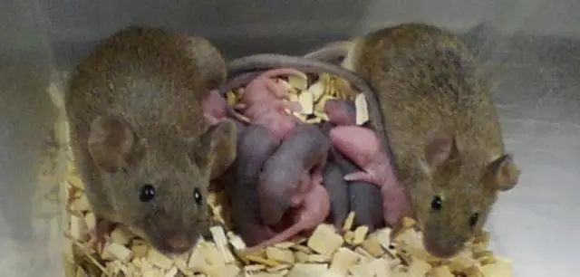 科学家用干细胞体外培养”人造“小鼠卵子，​让公鼠怀孕，还成功诞下10只健康幼崽