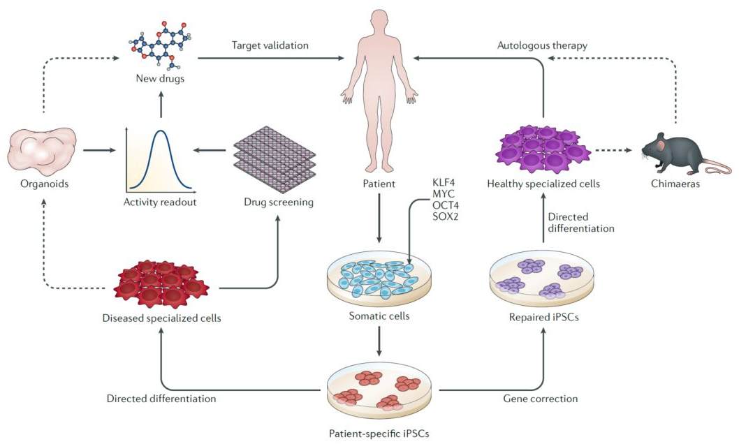 科学家证实：诱导多能干细胞iPSC并不会增加遗传突变发生的概率