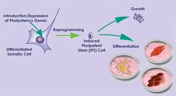科学家证实：诱导多能干细胞iPSC并不会增加遗传突变发生的概率