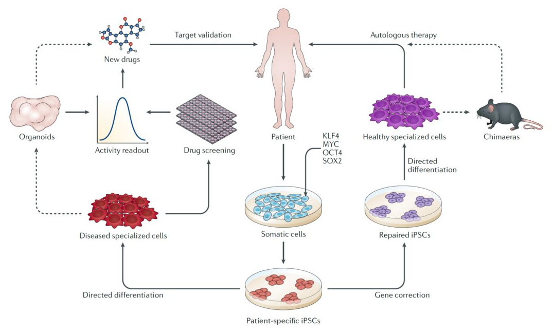 诱导多能干细胞iPSC是如何被发现的，一经发现就取得了2012年诺贝尔奖