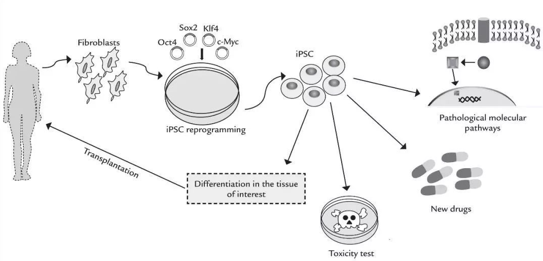 诱导多能干细胞iPSC是如何被发现的，一经发现就取得了2012年诺贝尔奖