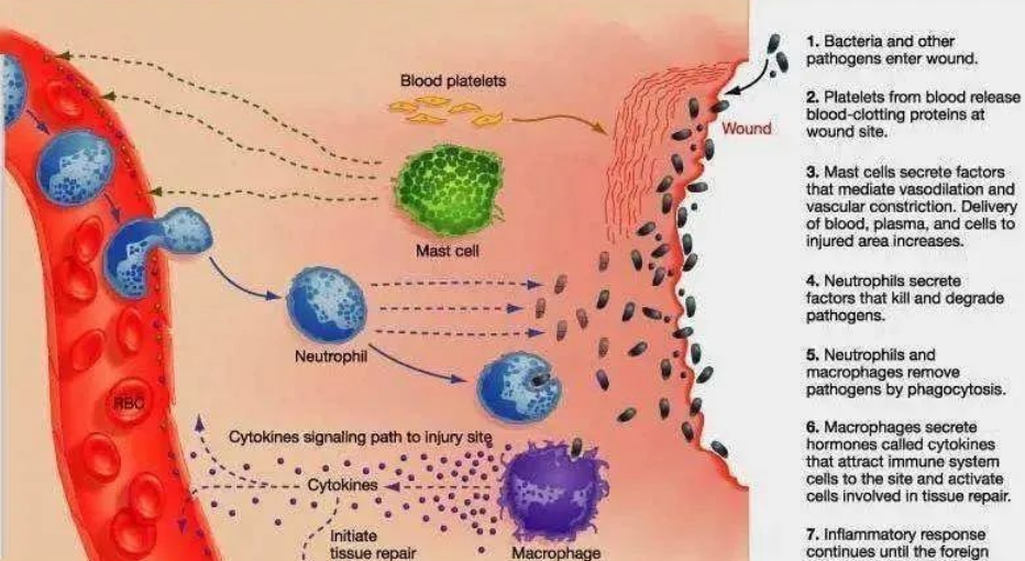 干细胞干预前列腺炎，得益于这3大特性